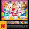 imageRoseArt  Kodak Premium  Puppies on a Picnic  350 Piece Jigsaw Puzzle for AdultsSneaky Kats II